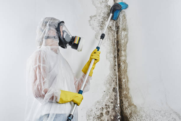 Best Mold Damage Repair  in Carnation, WA
