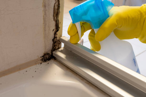 Best Mold Removal and Inspection  in Carnation, WA